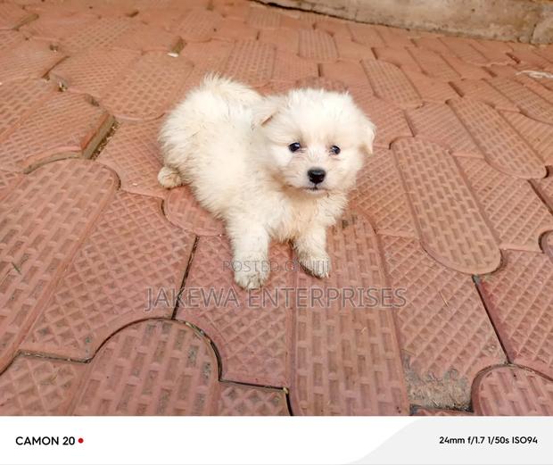 1-3 months Male Purebred Maltese - thumbnail 5