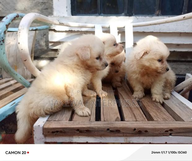 1-3 months Male Purebred Maltese - thumbnail 6