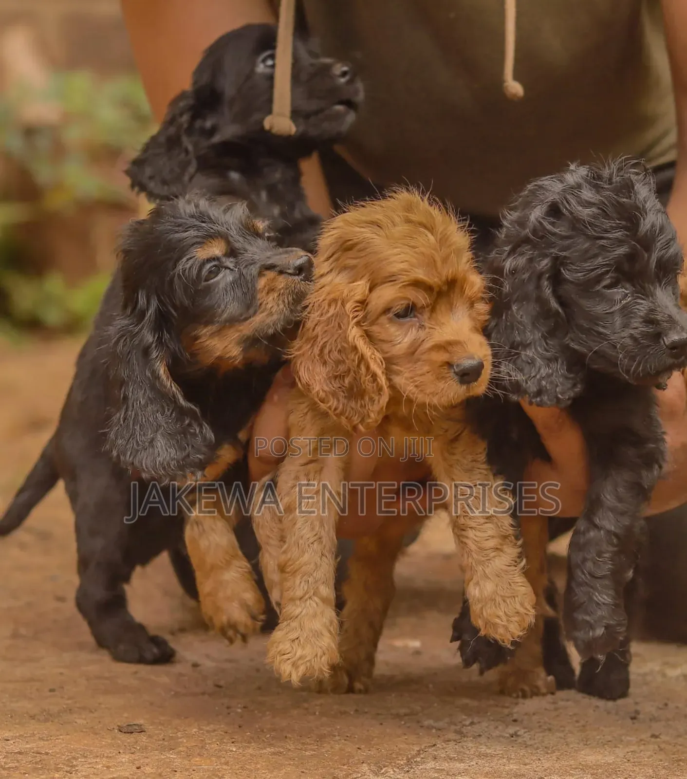 1-3 months Male Purebred Cocker Spaniel