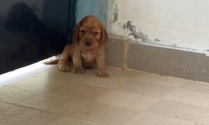 1-3 months Female Purebred Cocker Spaniel - thumbnail 2