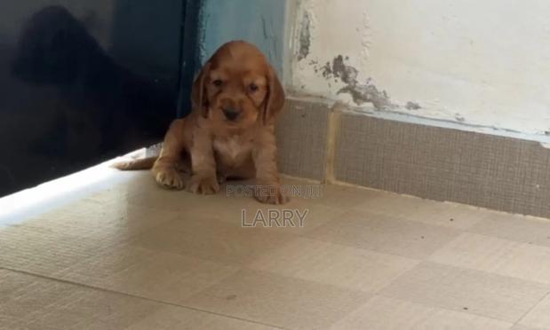 1-3 months Female Purebred Cocker Spaniel - main view