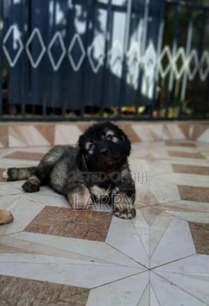 1-3 months Female Purebred Caucasian Shepherd - thumbnail 2