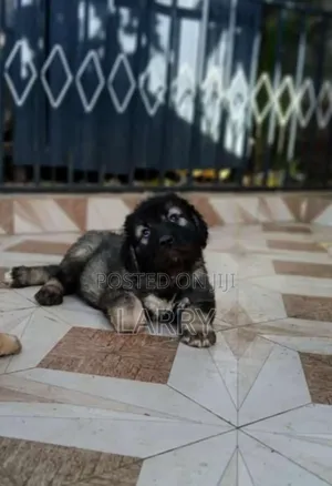 1-3 months Female Purebred Caucasian Shepherd