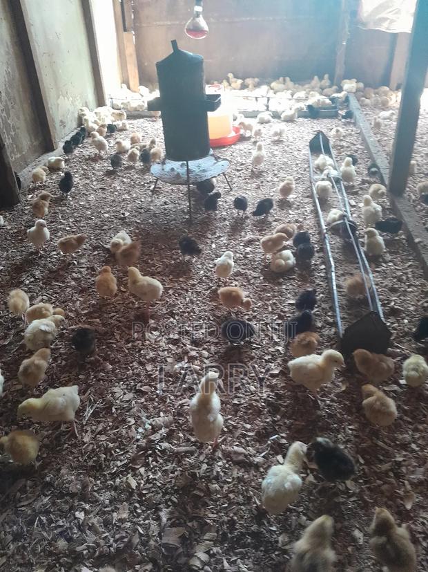 Kenbro Chicks - main view