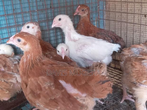 Rainbow Rooster Improved Kienyeji Chicks - 1 Month Old - main view