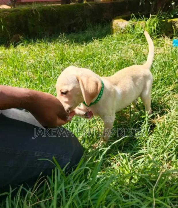 1-3 months Female Purebred Labrador Retriever - main view