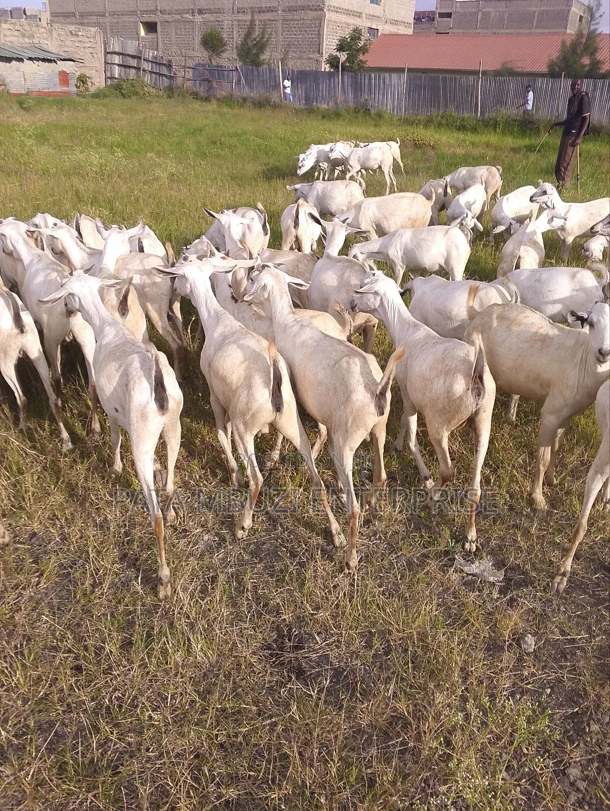 Galla Goats