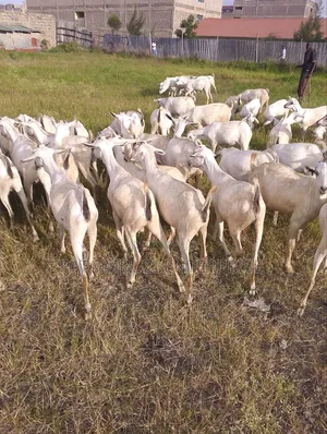 Galla Goats
