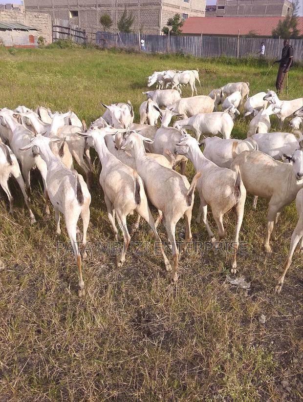 Galla Goats