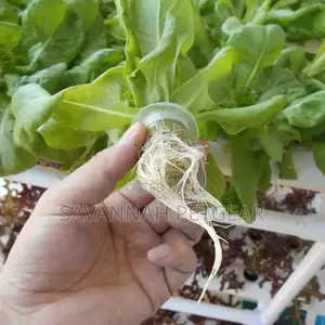 Hydroponics NFT High Plastic Plant Net Cups (70mm*70mm)