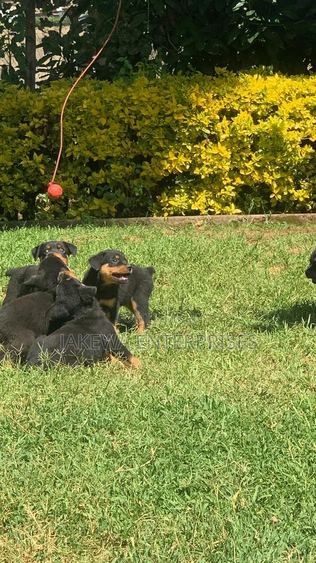 1-3 months Female Purebred Rottweiler