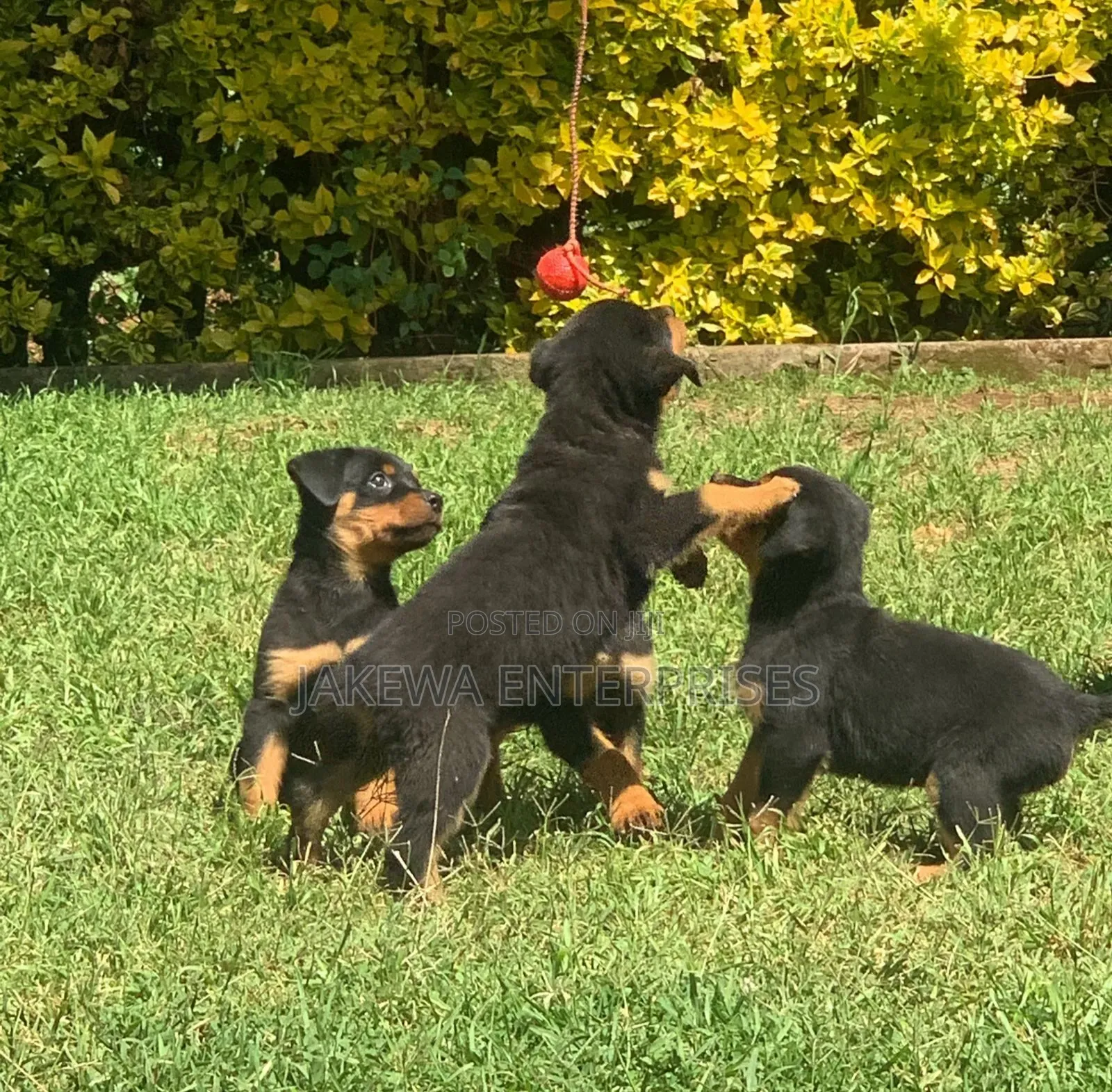 1-3 months Female Purebred Rottweiler