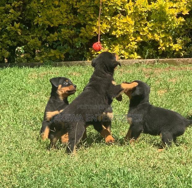 1-3 months Female Purebred Rottweiler
