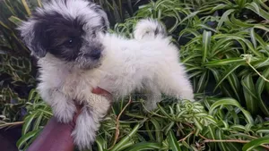 1-3 months Male Purebred Havanese