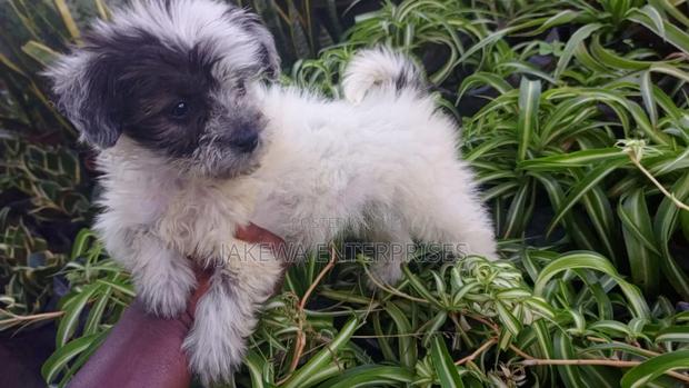 1-3 months Male Purebred Havanese