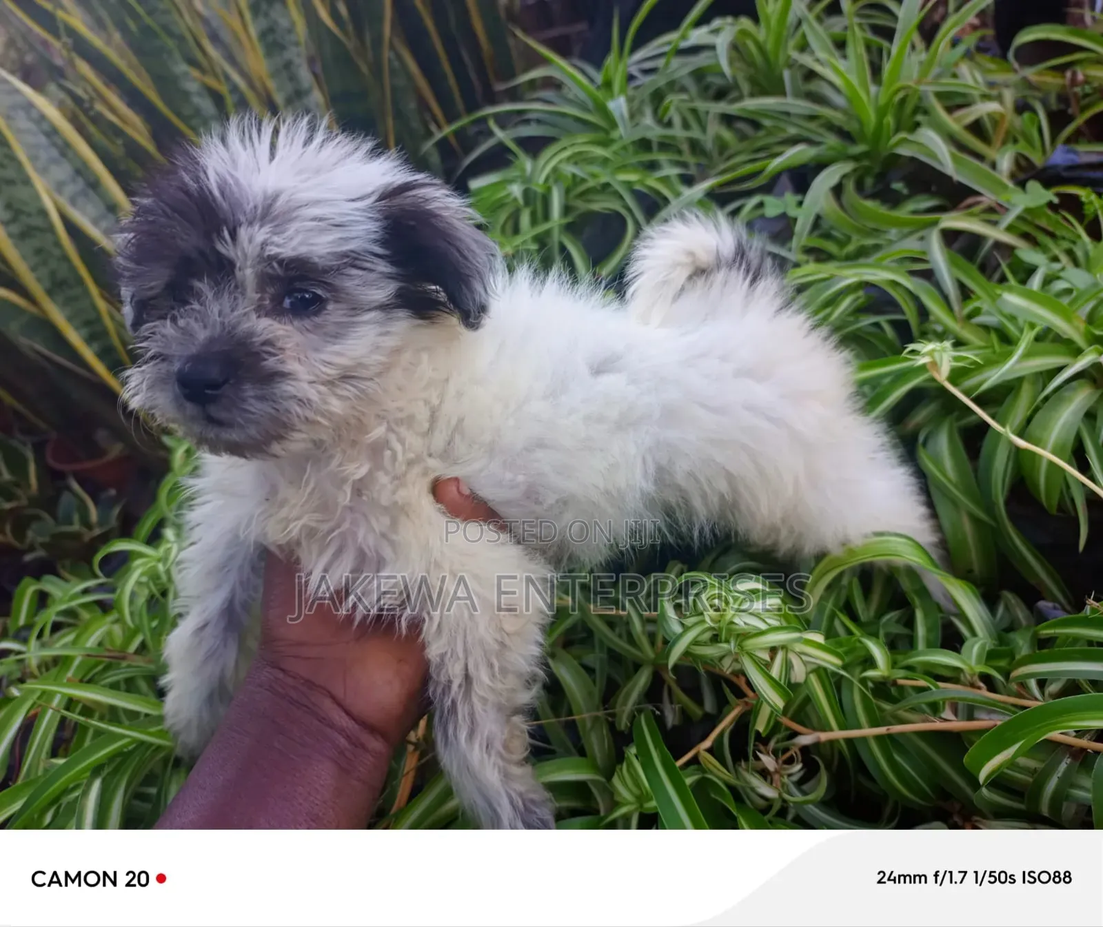 1-3 months Male Purebred Havanese