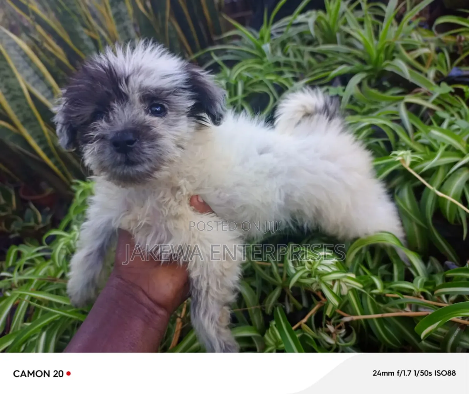 1-3 months Male Purebred Havanese
