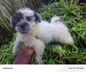 1-3 months Male Purebred Havanese