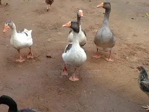 Geese for Sale in Kilifi