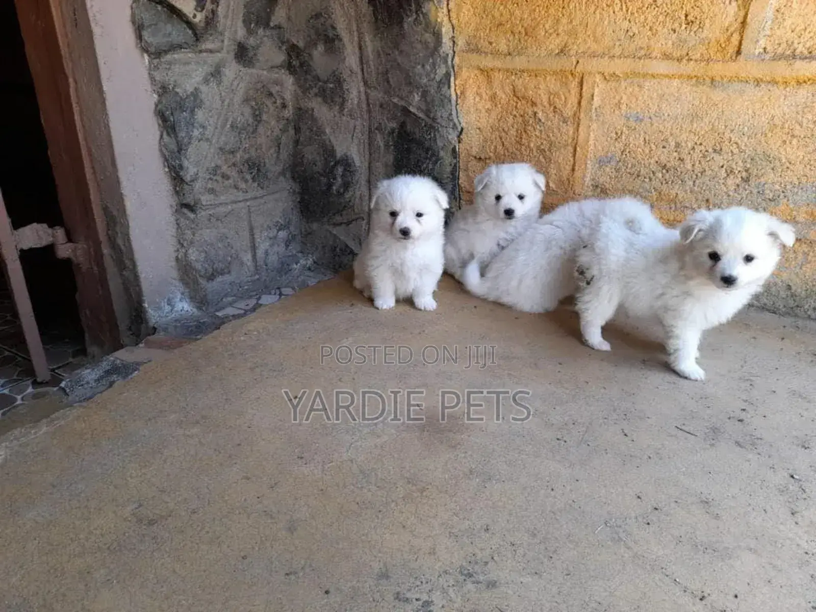 1-3 months Female Purebred Japanese Spitz