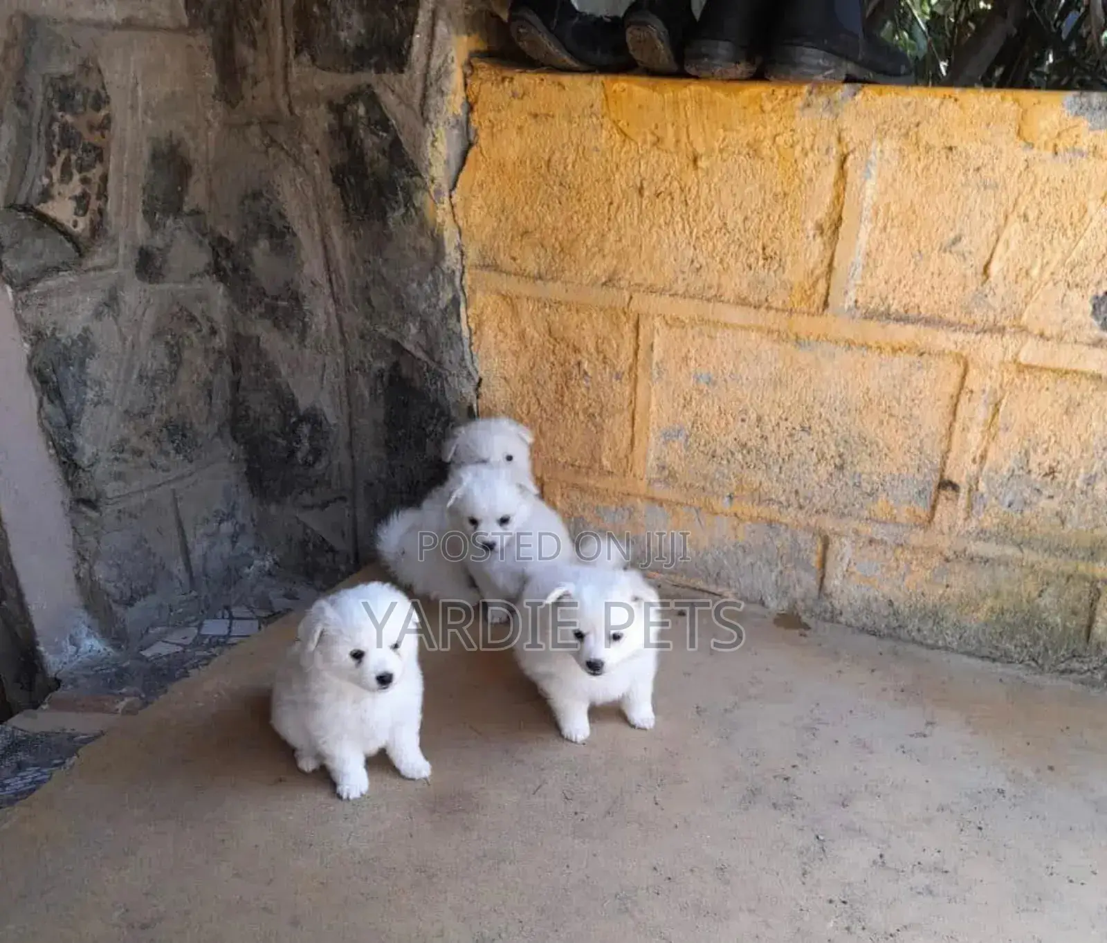 1-3 months Female Purebred Japanese Spitz