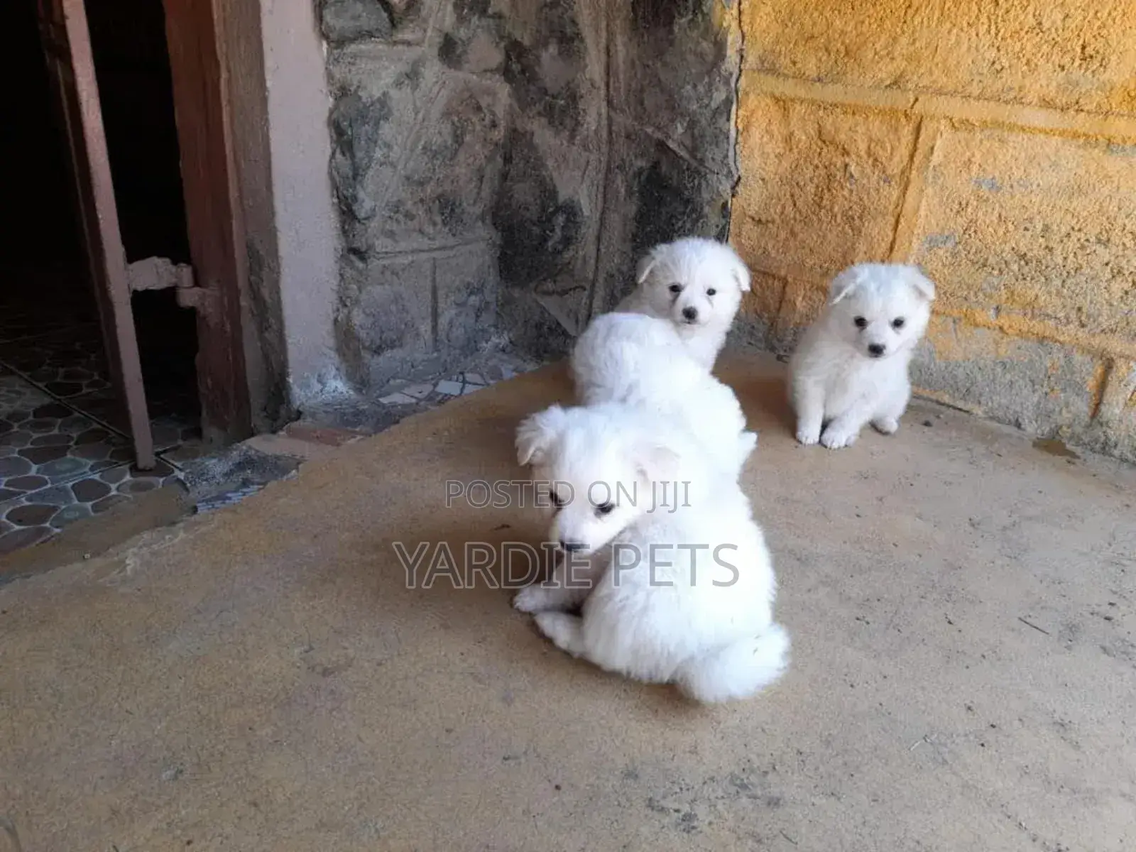 1-3 months Female Purebred Japanese Spitz