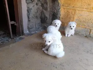 1-3 months Female Purebred Japanese Spitz