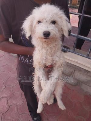 6-12 months Male Purebred Japanese Spitz - main view