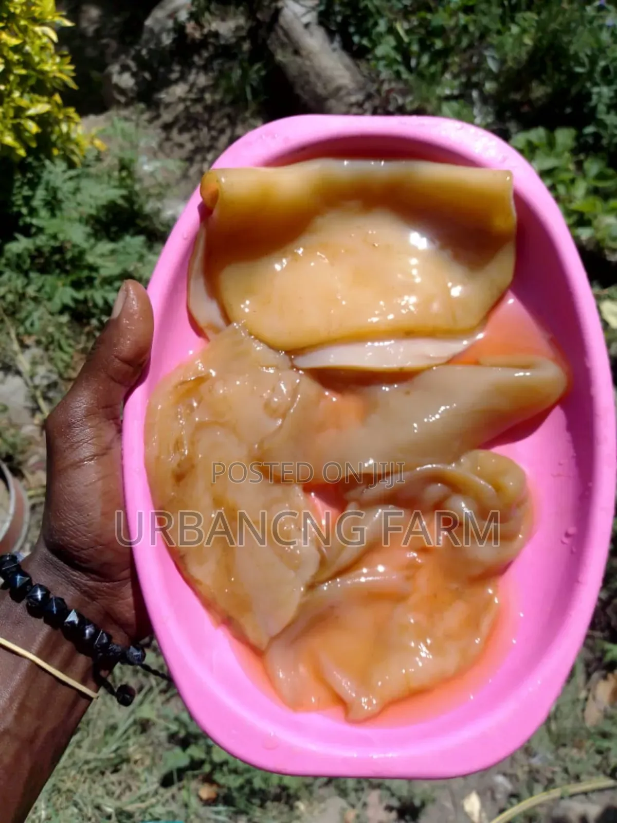 Fresh Kombucha Scoby