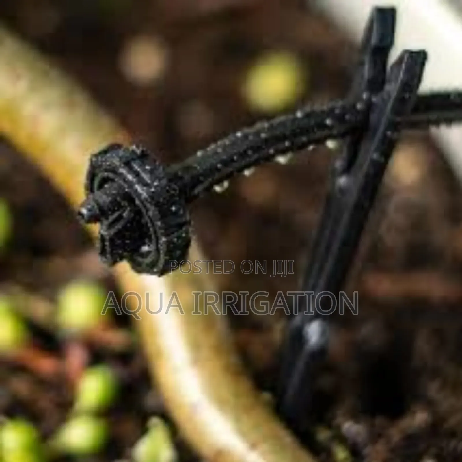 Effortless Watering With Button Drippers"