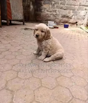 1-3 months Male Purebred Golden Retriever