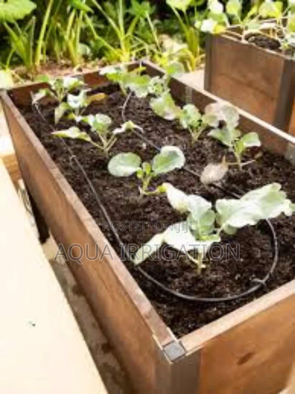 Tailored Driplines for Strawberries