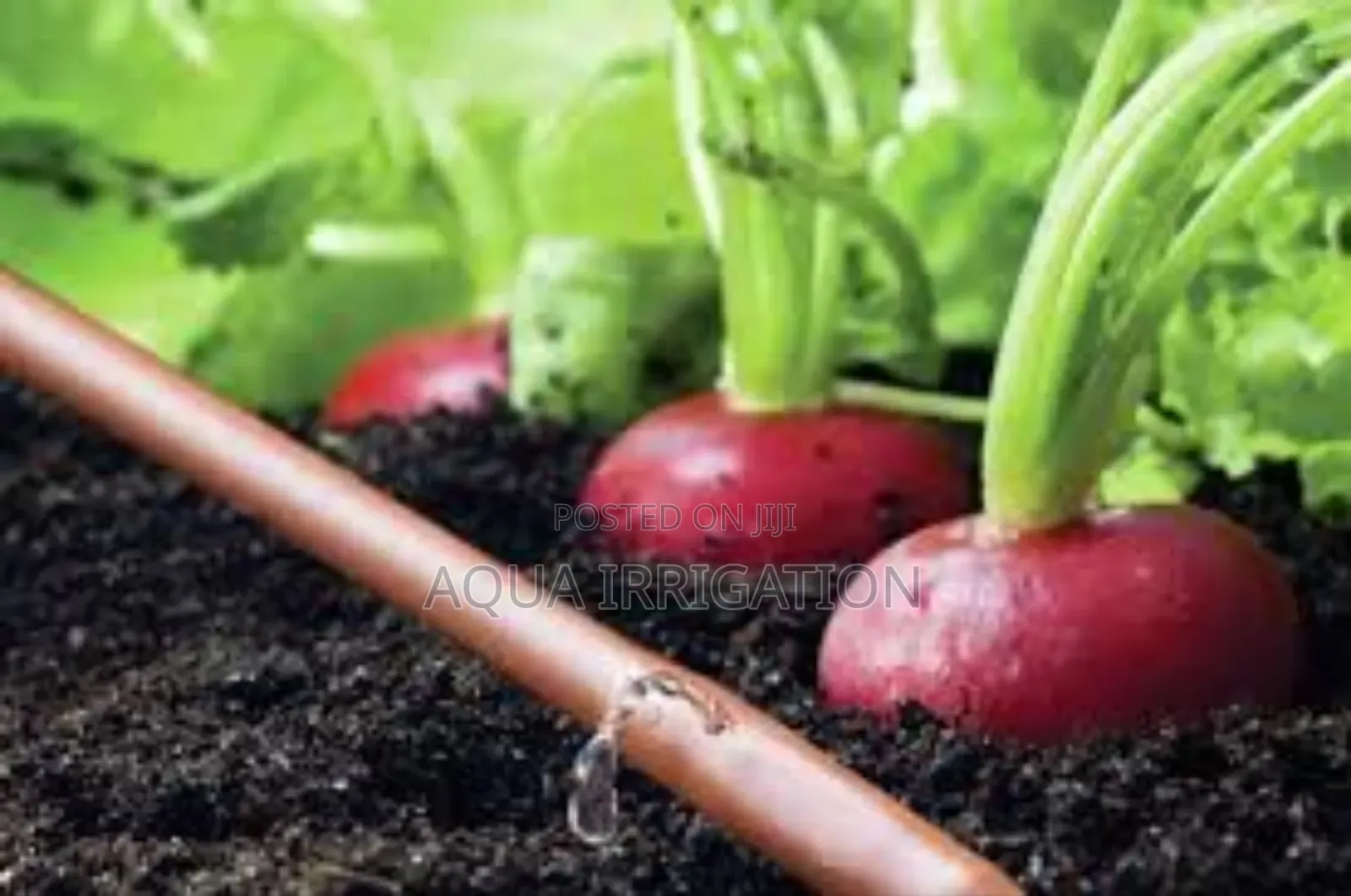 Driplines for Consistent Greenhouse Irrigation