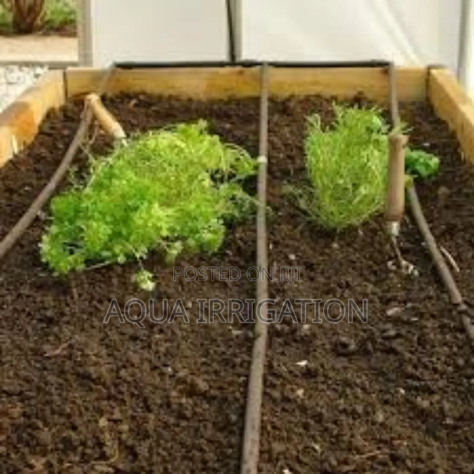 Driplines Perfect for Vegetable Farming"