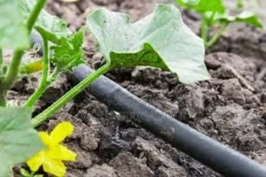 Reliable Driplines for Potato Farming"