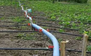 Efficient Watering for Tree Crops