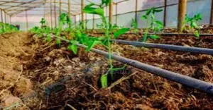 Reduce Water Waste With Premium Driplines