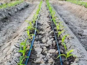 Affordable Driplines for Maximum Yields!"