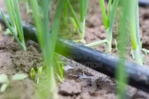 Driplines for Optimal Water Distribution