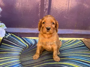 1-3 months Male Purebred Cocker Spaniel
