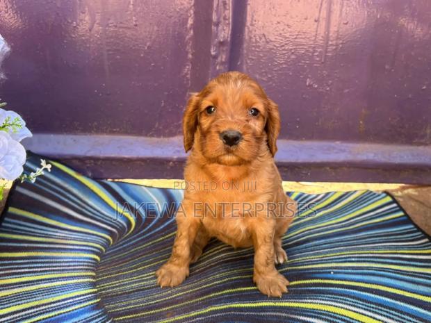 1-3 months Male Purebred Cocker Spaniel - main view