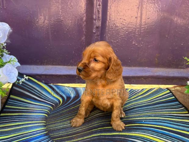 1-3 months Female Purebred Cocker Spaniel - main view