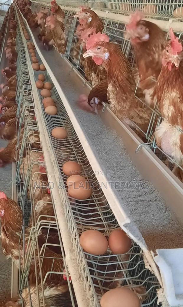 Ex Layer Chicken