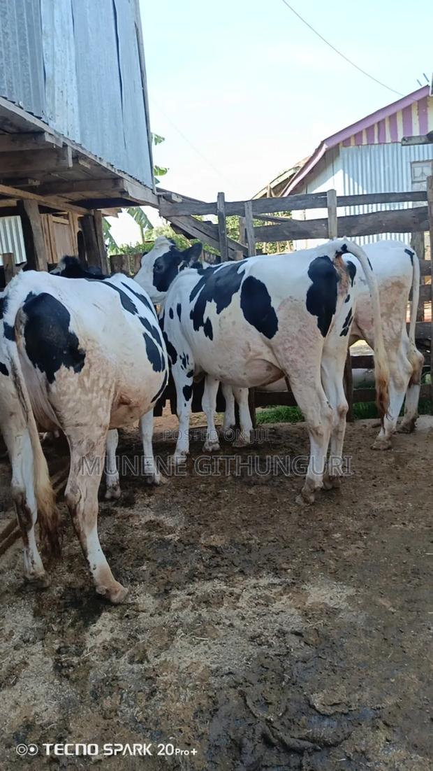 Three Super Giant Incalf Heifers