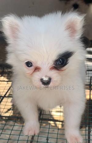 1-3 months Male Purebred Havanese - main view