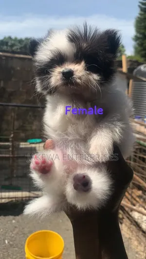 1-3 months Female Purebred Havanese