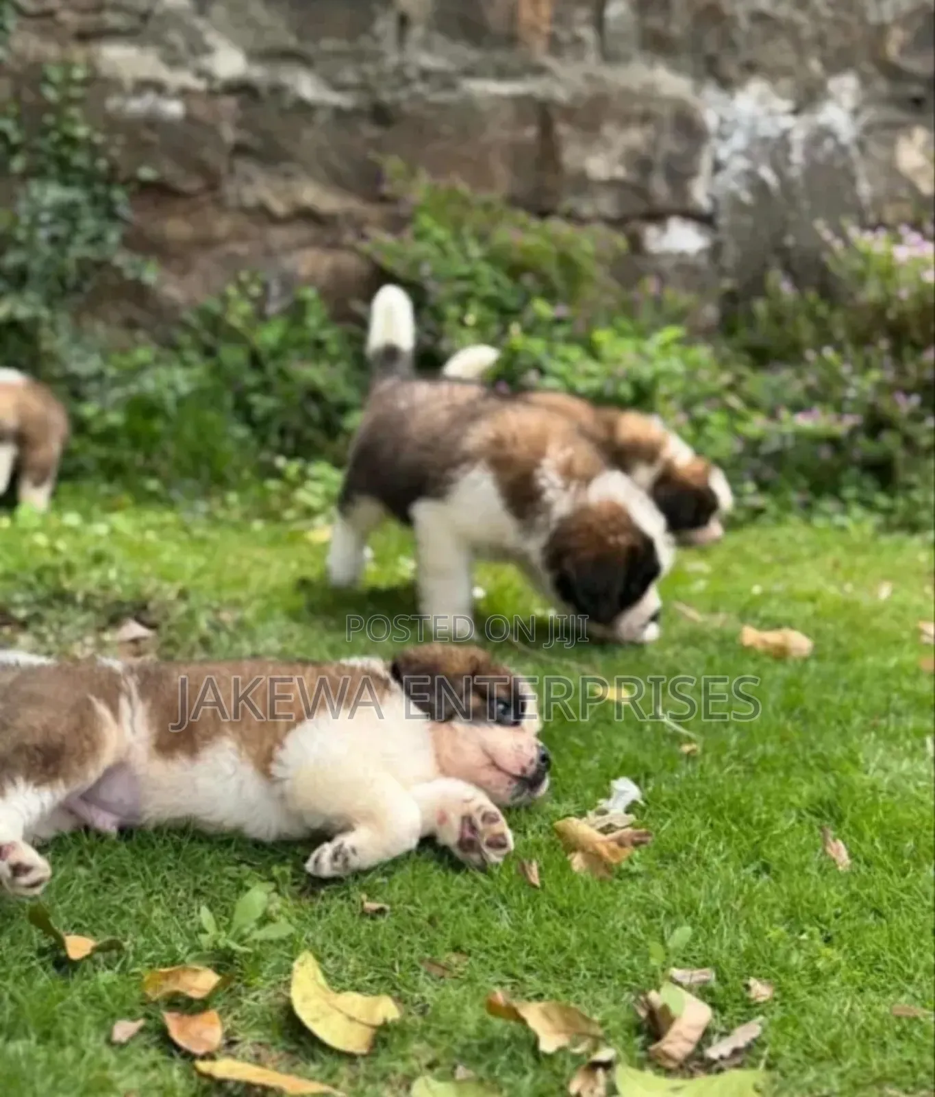 1-3 months Male Purebred Saint Bernard