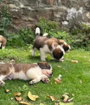1-3 months Male Purebred Saint Bernard
