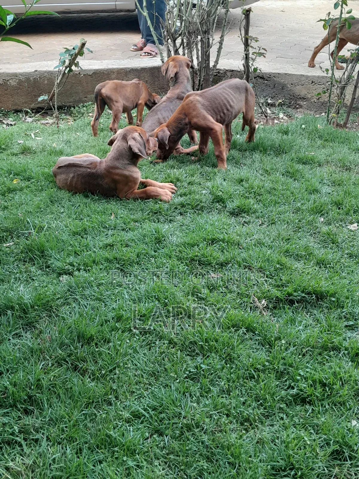 1-3 months Female Purebred Rhodesian Ridgeback