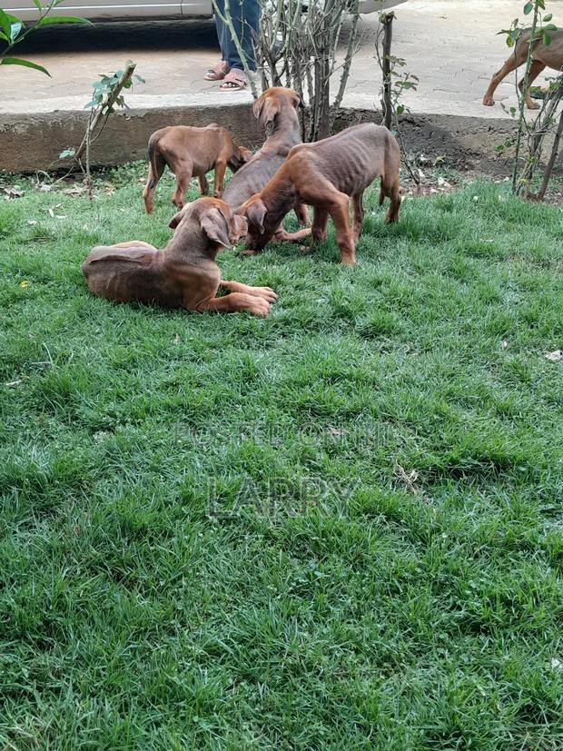 1-3 months Female Purebred Rhodesian Ridgeback